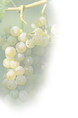 az agricola Fausto Ghenda vendita vini marano az agricola Fausto Ghenda vini della laguna marano